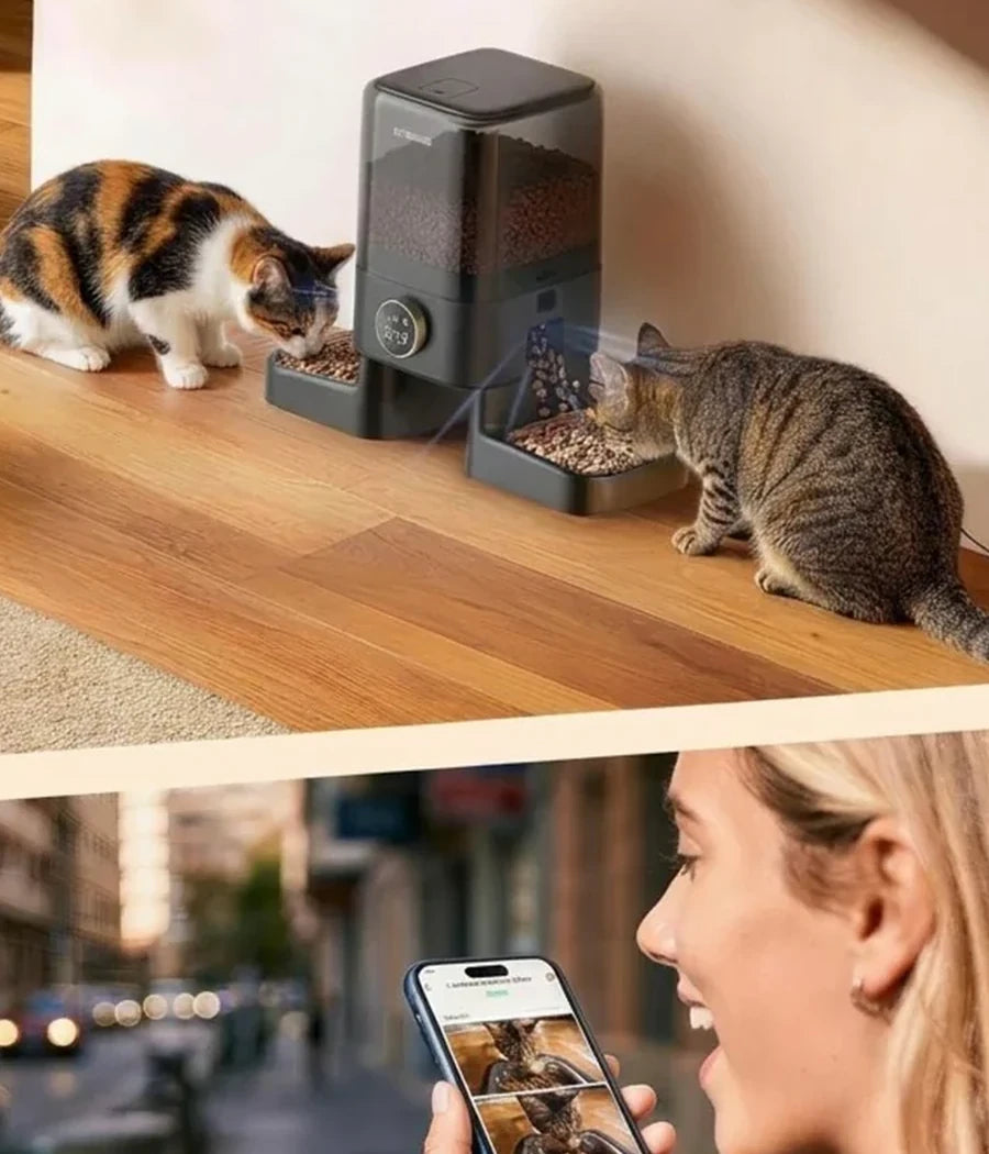 Two cats relaxing in a home