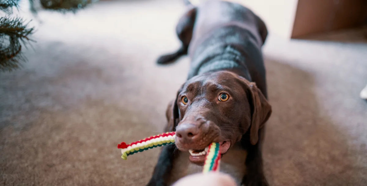 Dog accessories collection