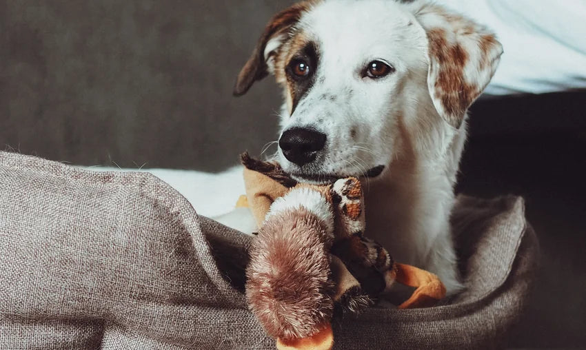Comfortable dog beds