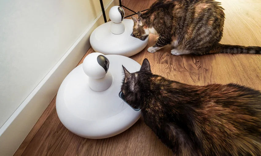 Smart pet feeding essentials