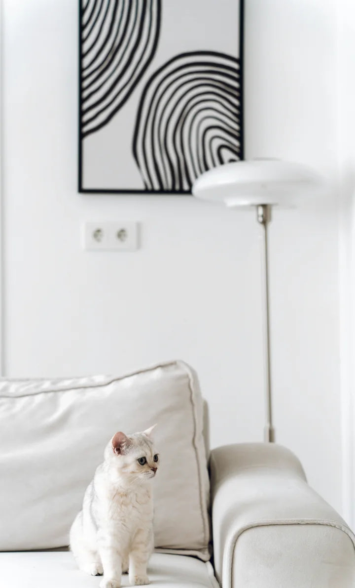 Cat essentials collection