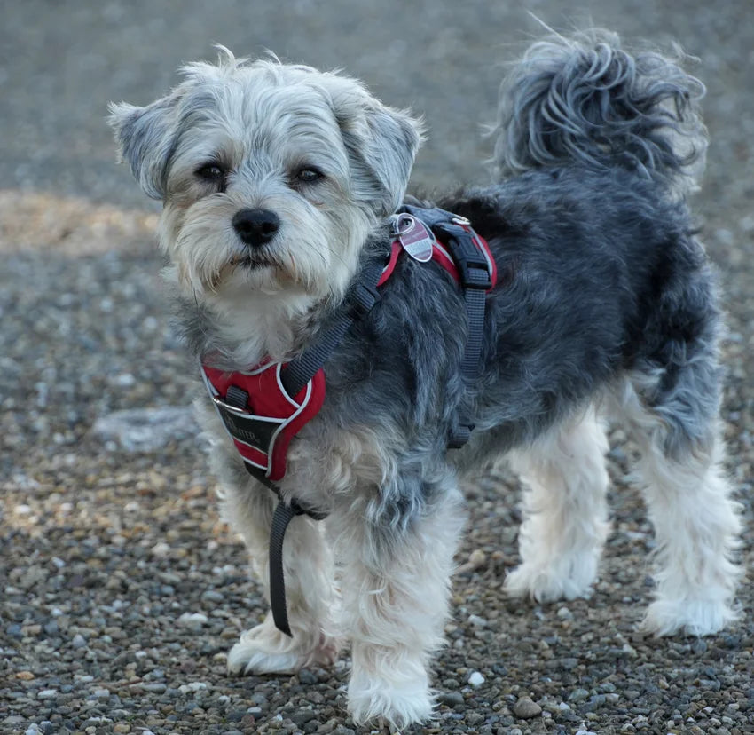 Comfortable dog harness for daily walks