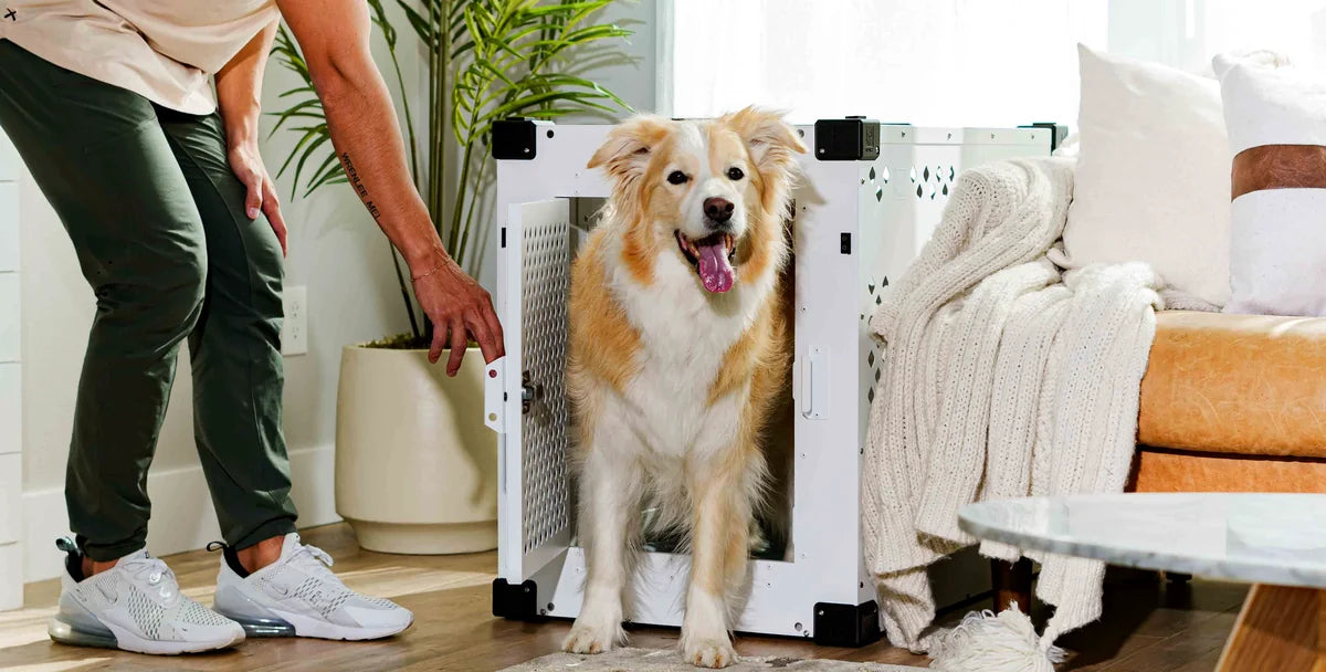 Dog toys and everyday pet essentials