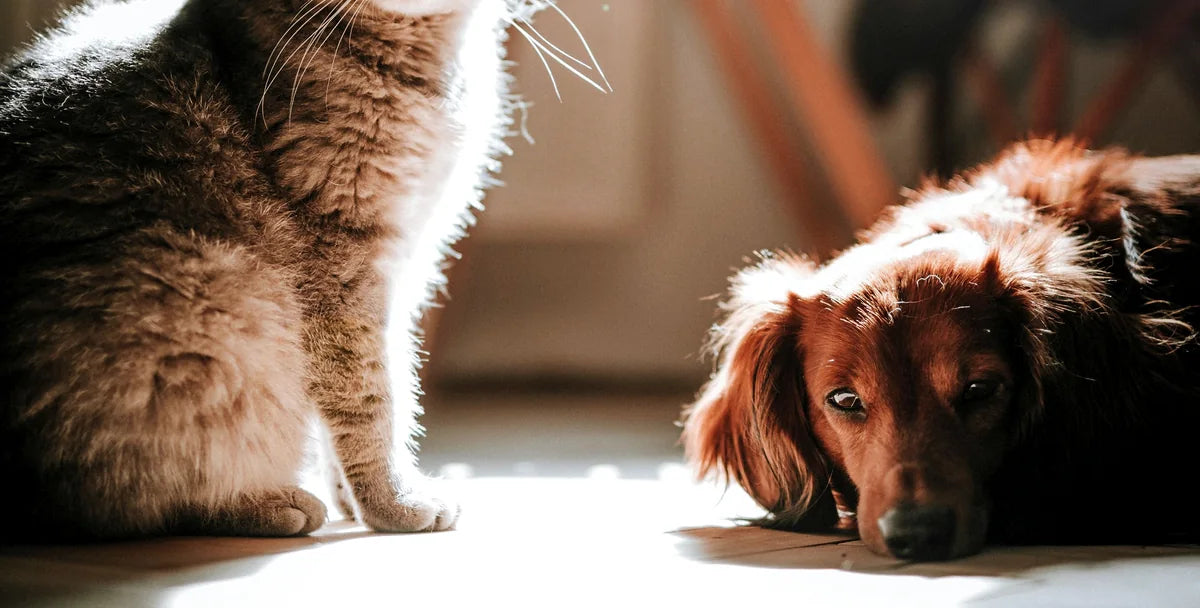 Pet accessories for daily routines