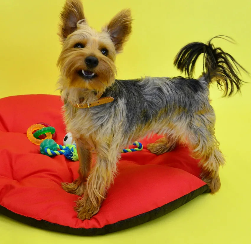 Colorful dog toys