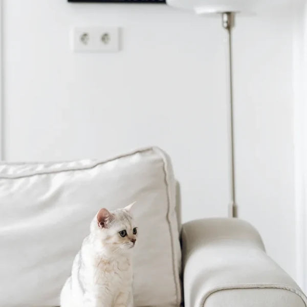 Cat favorites